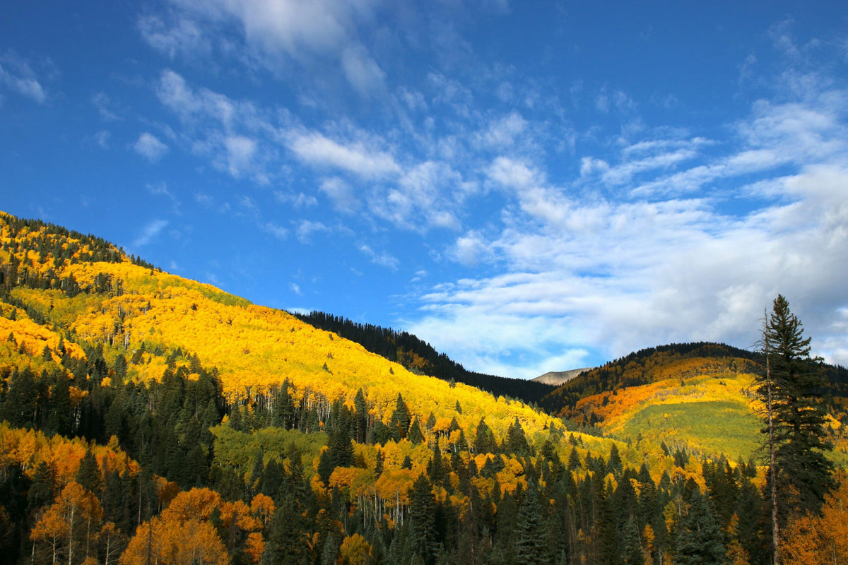 Fall in Aspen: Rich Golds, Layers, and Statement Jewelry for the Season Ahead
