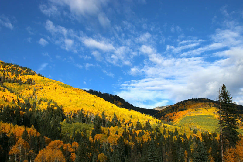Fall in Aspen: Rich Golds, Layers, and Statement Jewelry for the Season Ahead